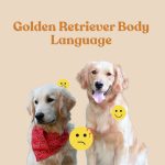 Read Your Golden Like a Book – The Complete Body Language Guide