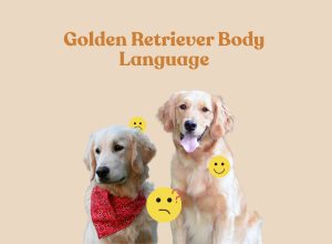Read Your Golden Like a Book – The Complete Body Language Guide